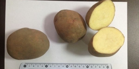 Kako pripremiti krompir za sadnju u proleće